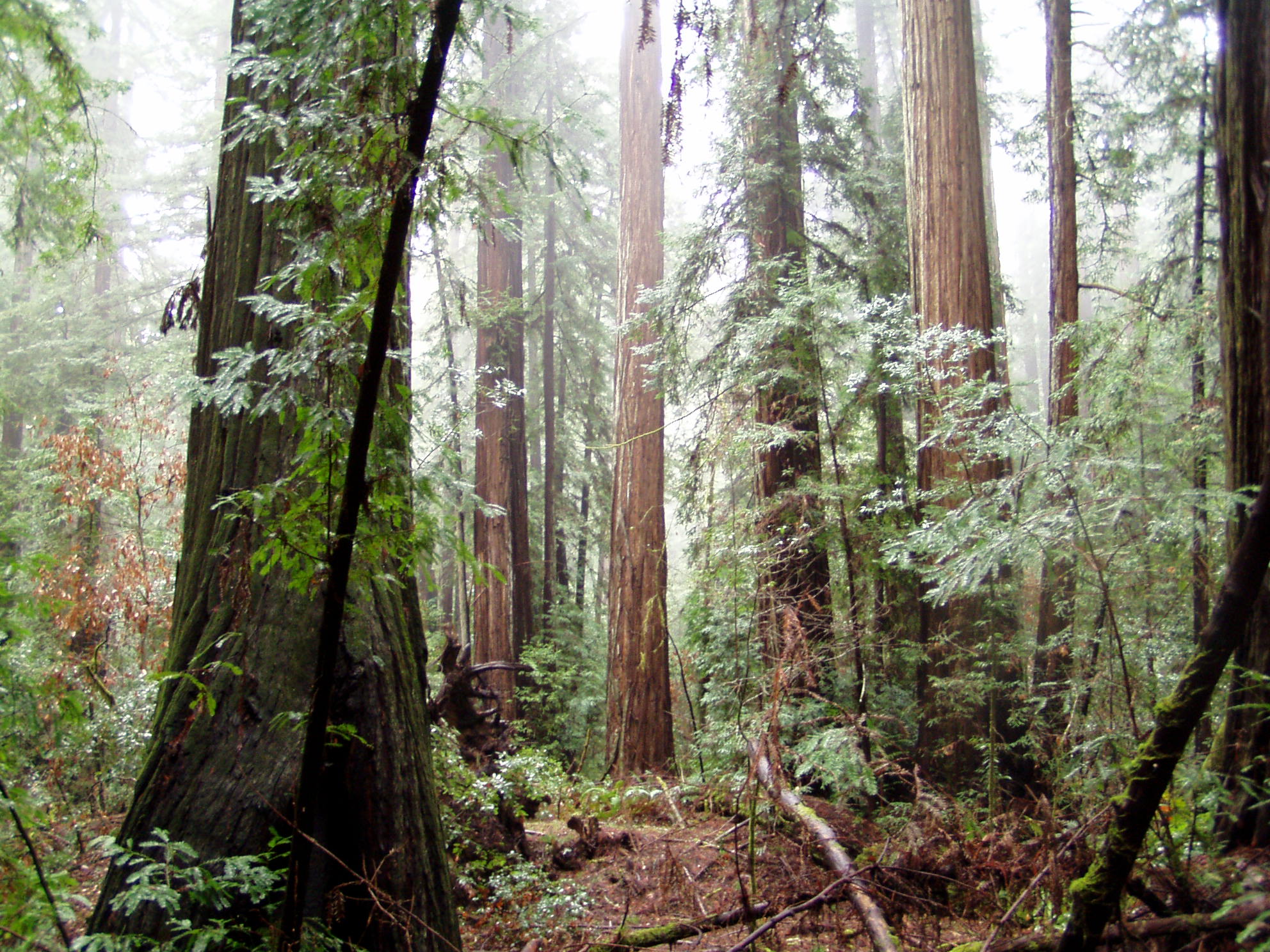 Armstrong Redwoods image